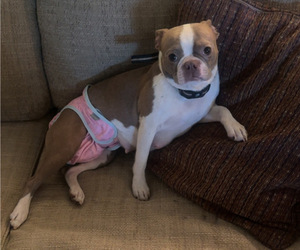 Mother of the Boston Terrier puppies born on 09/04/2025