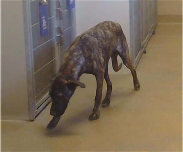 Medium Photo #1 Mutt Puppy For Sale in Sacramento, CA, USA