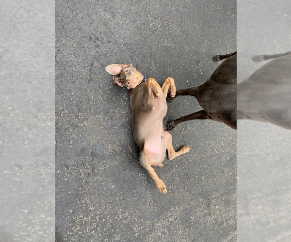 Medium Photo #3 Weimaraner Puppy For Sale in PESHTIGO, WI, USA