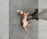 Small #2 Weimaraner