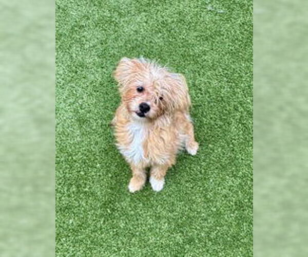 Medium Photo #1 Mutt Puppy For Sale in Salinas, CA, USA