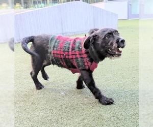 Mutt Dogs for adoption in San Martin, CA, USA