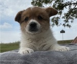 Puppy Puppy 4 female Pembroke Welsh Corgi