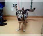 Small Siberian Husky Mix
