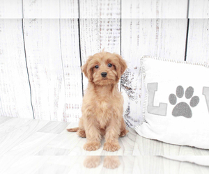 Cavapoo Puppy for sale in MARIETTA, GA, USA