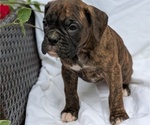 Small Photo #43 Boxer Puppy For Sale in GOSHEN, IN, USA
