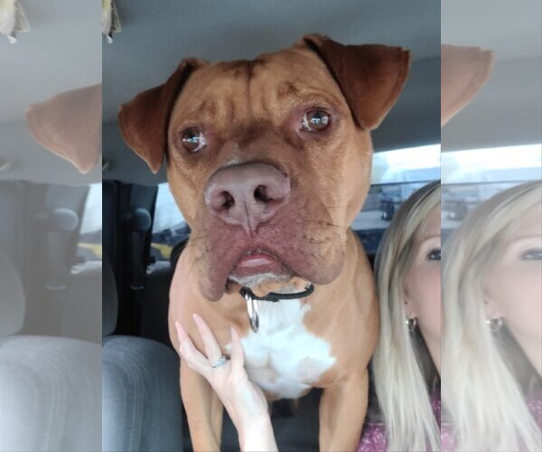 Medium Photo #10 American Pit Bull Terrier-Unknown Mix Puppy For Sale in Shreveport, LA, USA