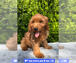 Small #6 Goldendoodle (Miniature)