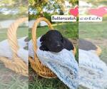 Small Photo #42 Aussiedoodle Puppy For Sale in CONWAY, SC, USA