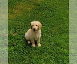 Small Photo #1 Goldendoodle Puppy For Sale in WEST BROOKFIELD, MA, USA