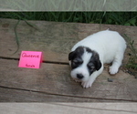 Small Photo #12 Great Pyrenees Puppy For Sale in BROOKSTON, MN, USA