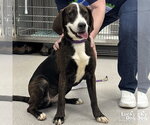 Small Plott Hound Mix