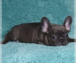 Small Photo #3 French Bulldog Puppy For Sale in ERIAL, NJ, USA