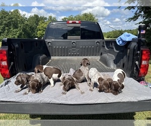 German Shorthaired Pointer Puppy for sale in CLOVER, VA, USA