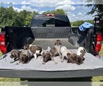 Small German Shorthaired Pointer
