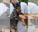 Puppy Brown collar Doberman Pinscher