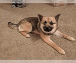Small Photo #1 Pomsky Puppy For Sale in ASHLAND, MO, USA