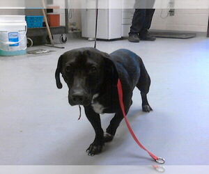 Dachshund-Unknown Mix Dogs for adoption in Fayetteville, NC, USA