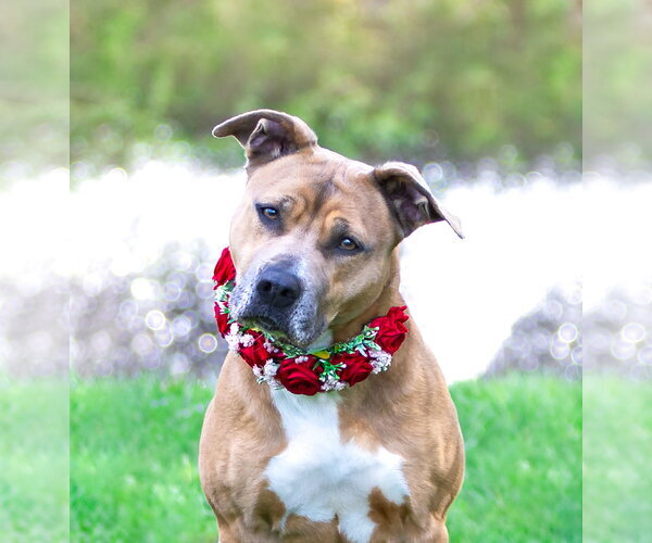 Medium Photo #3 Mutt Puppy For Sale in Unionville, PA, USA