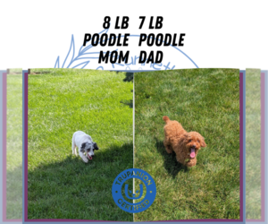 Father of the Poodle (Toy) puppies born on 08/28/2025