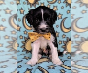 Aussiedoodle Puppy for sale in LANCASTER, PA, USA