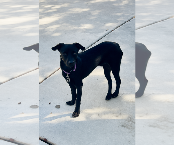 Medium Photo #3 Chihuahua Puppy For Sale in Menifee, CA, USA