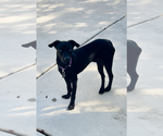 Small #2 Chihuahua