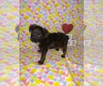 Small Photo #1 -Yorkshire Terrier Mix Puppy For Sale in LAPEER, MI, USA
