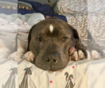 Small #24 American Staffordshire Terrier Mix