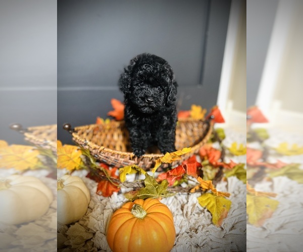 Medium Photo #5 Poodle (Toy) Puppy For Sale in CROSSVILLE, TN, USA
