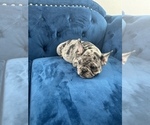 Small Photo #36 French Bulldog Puppy For Sale in DENVER, CO, USA