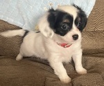 Puppy Teddy Chilier