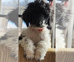 Small #2 Sheepadoodle