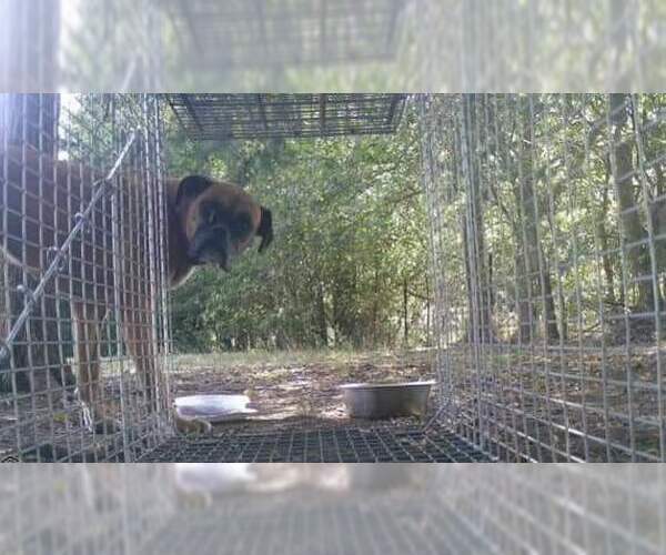 Medium Photo #2 Boxer Puppy For Sale in Austin, TX, USA