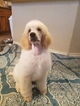 Small Photo #1 Poodle (Standard) Puppy For Sale in NEW BERLIN, TX, USA