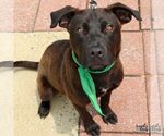 Small #3 Labrador Retriever-Retriever  Mix