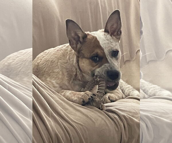 Medium Photo #11 Mutt Puppy For Sale in Garden City, NY, USA