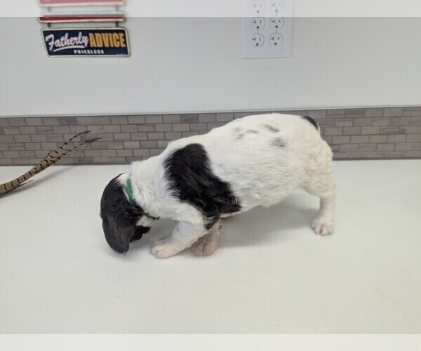 Medium Photo #5 Brittany Puppy For Sale in BENTON CITY, WA, USA