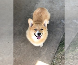 Father of the Pembroke Welsh Corgi puppies born on 11/04/2024