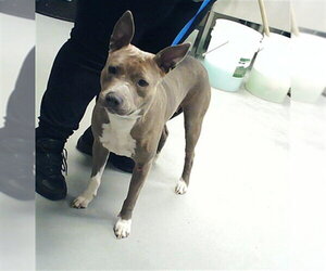 Mutt Dogs for adoption in Fayetteville, NC, USA