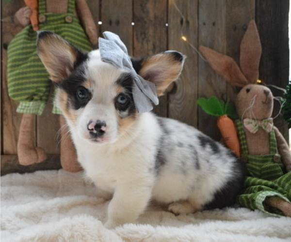 Medium Photo #5 Pembroke Welsh Corgi Puppy For Sale in HONEY BROOK, PA, USA