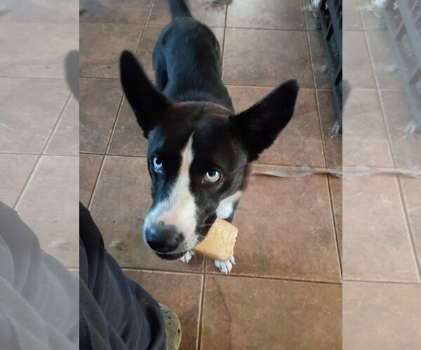 Medium Photo #3 Border Collie Puppy For Sale in Pacific grove , CA, USA