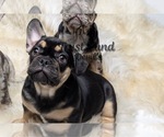 Puppy 2 French Bulldog