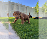 Small #3 Doodle-Goldendoodle Mix