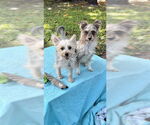 Small #6 Poodle (Toy) Mix