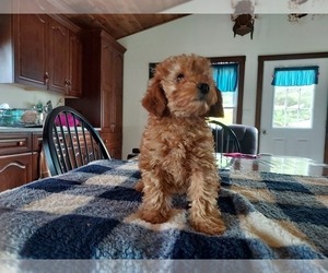 Poodle (Toy) Puppy for sale in BLISS, NY, USA