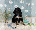 Small #3 Bernedoodle (Miniature)