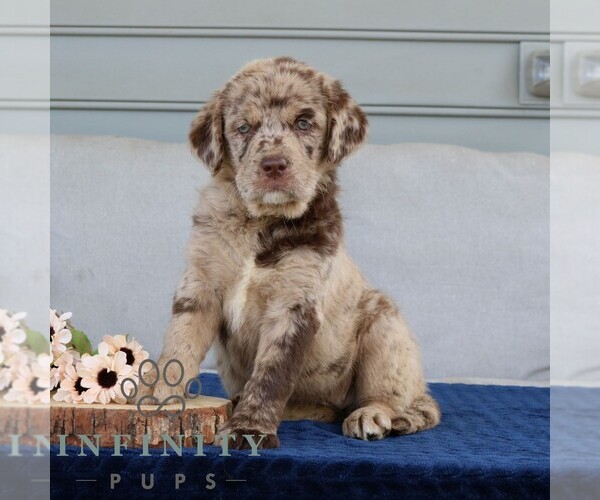 Medium Photo #3 Labrador Retriever-Miniature Bernedoodle Mix Puppy For Sale in NARVON, PA, USA