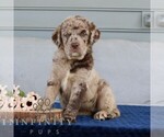 Small #2 Labrador Retriever-Miniature Bernedoodle Mix