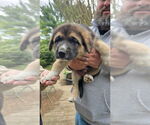 Small #3 German Shepherd Dog-Great Pyrenees Mix